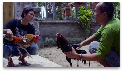 asian cockfighting|Tajen – A sensory ethnography on the Balinese cockfight.